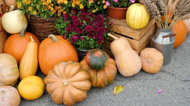 Diverse autumn pumpkins gourds and flowers arranged outdoors for harvest season celebration
