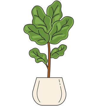 fiddle leaf fig illustration