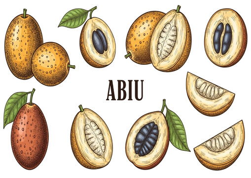 Detailed botanical illustration of exotic abiu fruit, showcasing its vibrant yellow skin and sweet, gelatinous pulp, perfect for healthy recipe concepts