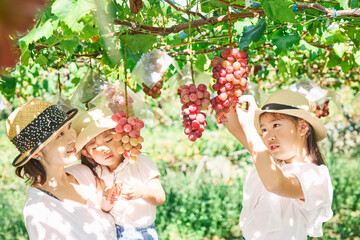 Fototapeta premium 赤ぶどうのぶどう棚の下で収穫を楽しむ親子