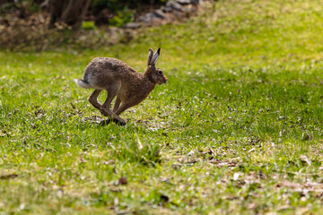 Running European hare (Lepus europaeus) across green meadow, capturing wildlife action, speed and natural behavior in spring landscape with copy space and fresh outdoor environment © Petr