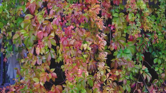 Virginia creeper vine leaves showing vibrant autumn colors on a dark background