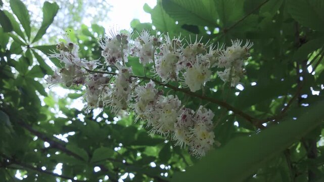The inflorescence of small flowers on a blooming Horse-Chestnut tree sways in the wind
