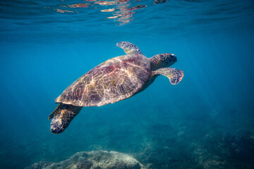Obraz premium A green sea turtle swimming in a tropical island turquoise water lagoon. Photographed whilst snorkelling the shallow reef surrounding Fitzroy Island, on the Great Barrier Reef, Queensland Australia.