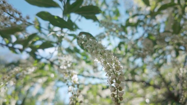 Sunshine breaks through a cluster of white flowers and buds of a blooming Chokecherry tree, branches swaying in the wind against a blue sky, baklit by the sun