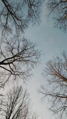 Obraz premium Winter tree branches against pale blue sky