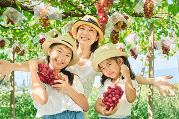 Fototapeta premium ぶどう狩りで赤ぶどうを持つ母と娘たちの笑顔