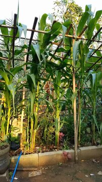 Panning shot of Tall green cornstalks grow beside bamboo trellises. Natural light illuminates a rustic garden setting. Vibrant leaves sway gently with subtle wind movement