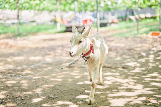 ぶどう畑を背景に歩く白いヤギ
