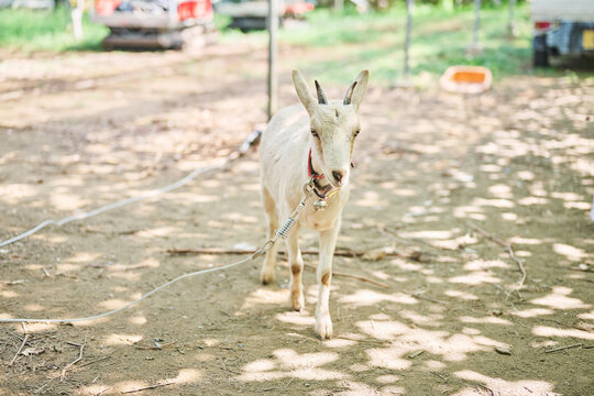 ぶどう園の白いヤギ