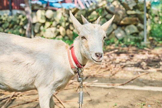赤い首輪の白いヤギのクローズアップ