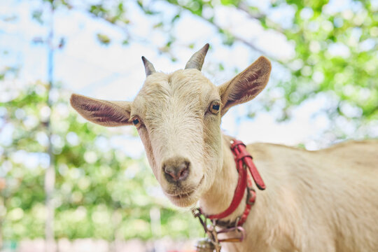 カメラを見つめるヤギの顔のクローズアップ