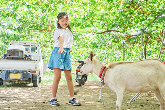 農園のヤギと一緒に立つ女の子