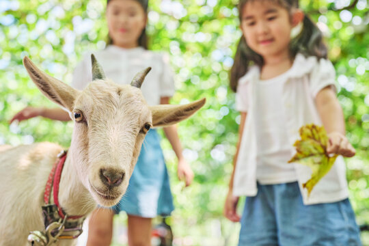 ヤギに葉っぱをあげる姉妹