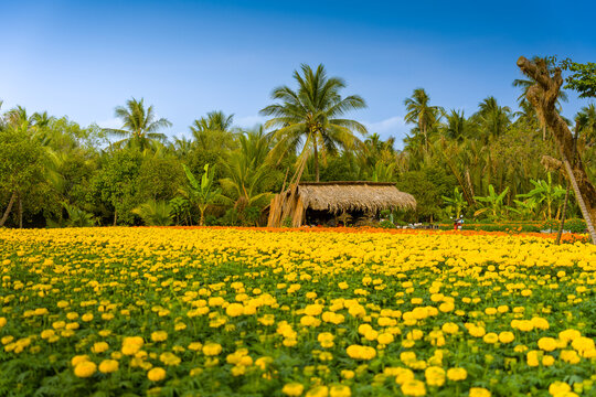 View of Cho Lach flower garden in Ben Tre, Vietnam. It's famous raspberry daisies gardens in Mekong Delta