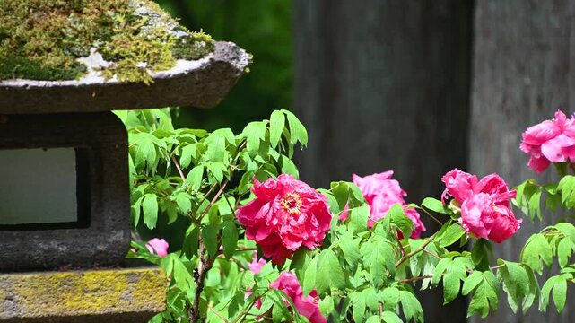 赤い牡丹と苔むした灯籠　日本