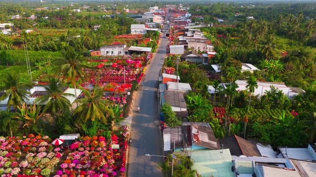 Aerial view of Phu Son village of bougainvillea blooms throughout Ben Tre, Vietnam
