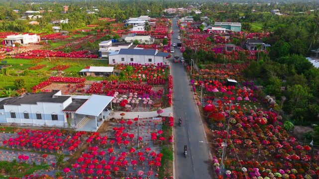 Aerial view of Phu Son village of bougainvillea blooms throughout Ben Tre, Vietnam