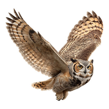 Majestic owl with outstretched wings in mid-flight against a clean white background