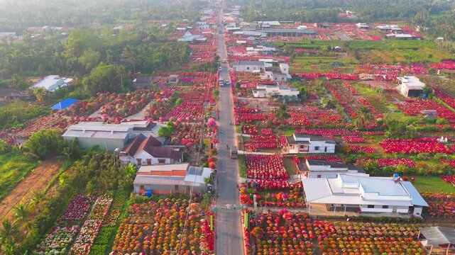 Aerial view of Phu Son village of bougainvillea blooms throughout Ben Tre, Vietnam