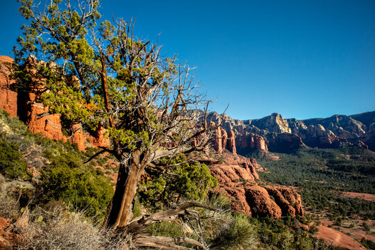Twisted juniper tree overlooking red rock canyon landscape