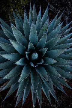 Detailed agave rosette with sharp symmetrical leaves in desert setting