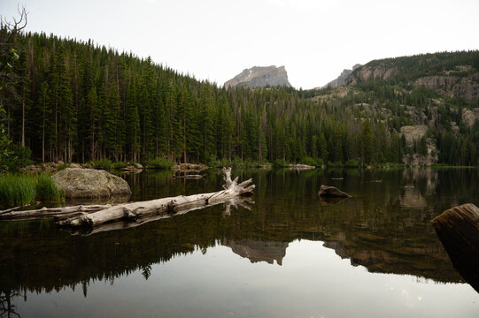 Fallen log in calm reflective water of Bear Lake at RMNP