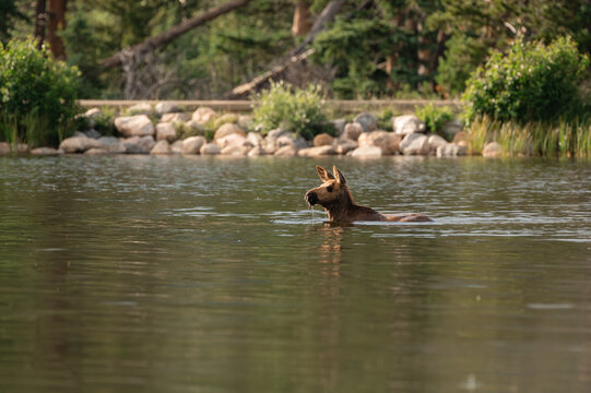 Young moose calf swimming alone in deep mountain lake with water