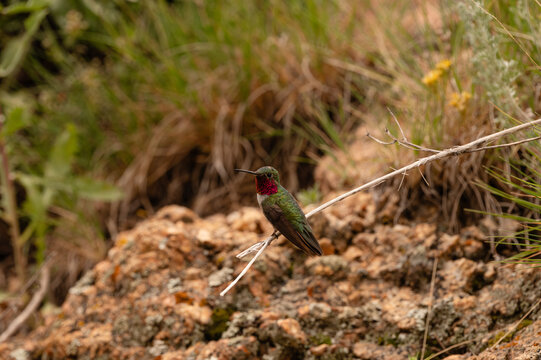 Ruby-throated hummingbird perching on arid branch