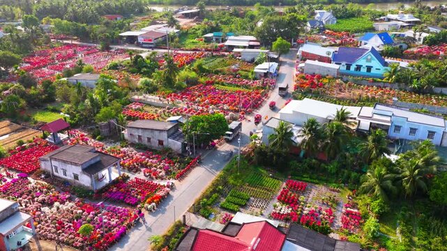 Aerial view of Phu Son village of bougainvillea blooms throughout Ben Tre, Vietnam