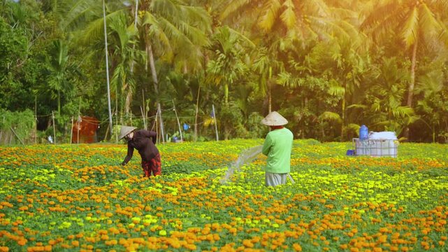 View of a Vietnamese farmer working in Cho Lach flower garden in Ben Tre, Vietnam. It's famous marigold gardens in Mekong Delta,