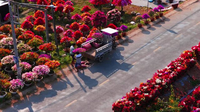 Aerial view of Phu Son village of bougainvillea blooms throughout Ben Tre, Vietnam