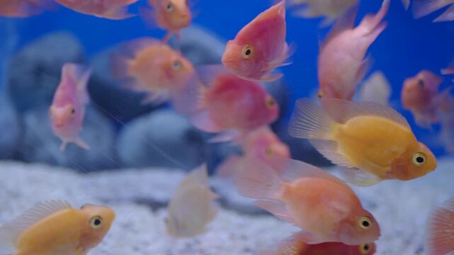 A group of colorful parrot cichlid fish swimming gracefully in aquarium, cinematic footage.