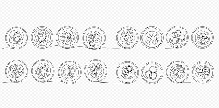 Continuous line art of embryo development stages, from zygote to morula and blastocyst, representing early human life and scientific research.