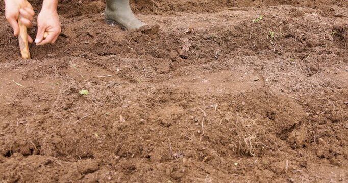Farmer preparing furrows in soil for planting
