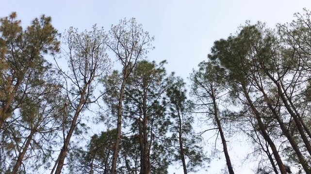 beautiful dry leaves view in evening  of forest situated at himachal pradesh india
