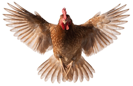 A majestic turkey with outstretched wings in full display