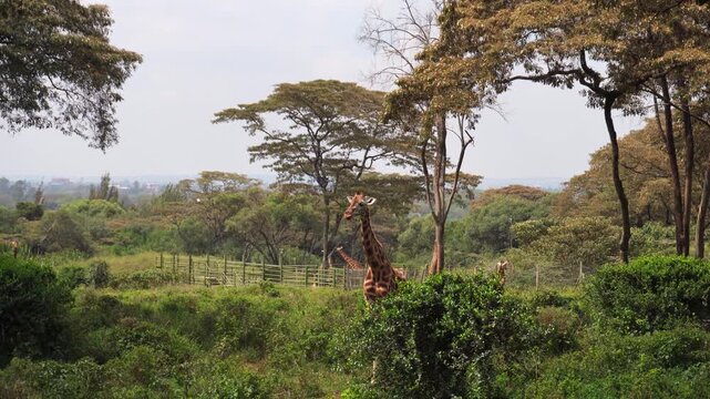Baby Rothschild giraffe approach tourist pov in a lush acacia grove at the Nairobi Giraffe Center. Authentic wildlife conservation scene in Kenya at dusk