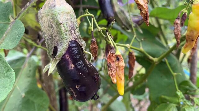 A purple eggplant growing in a field surrounded by chili plants that are infested with pests, resulting in poor fruit quality.