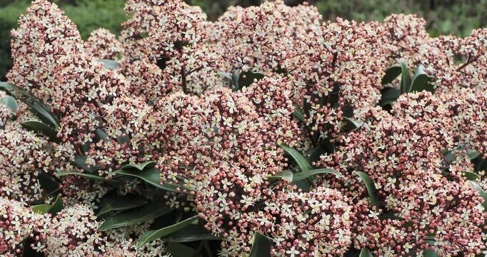Mound of Japanese Skimmia shrub (Skimmia japonica) producing decorative clusters of glowing flower buds and creamy-white flowers above dark green leathery thick foliage in early spring
