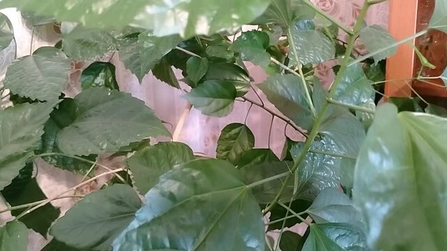 Green leaves of a houseplant gradually shift in focus, revealing intricate textures and vibrant colors against a softly blurred background in a cozy indoor setting