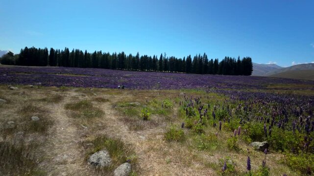 Walking Toward Lupin Meadow Route