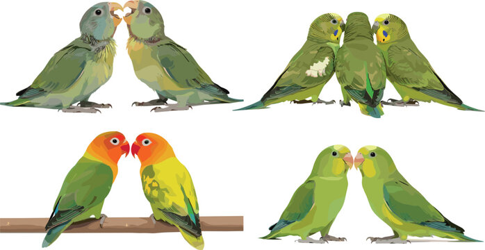 Illustration of Four Pairs of Colorful Love Birds in Different Poses and Interactions for Wildlife and Nature Designs