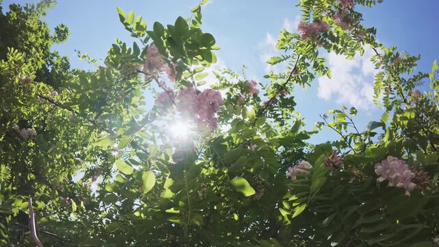 Sun rays break through the dense vegetation of blooming Pink Acacia or Clammy locust (Robinia viscosa), white-pink flowers swaying in the breeze on blue sky background, backlit, bottom-up view
