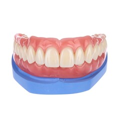 Obraz premium A dental denture model with artificial teeth on a blue base