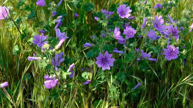 Purple mallow flowers blooming in the fields