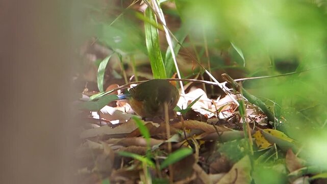 深い藪の中で虫を見つけたルリビタキ