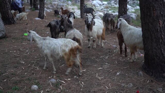 Clip of group of goats walking together in evening time himachal pradesh india palampur