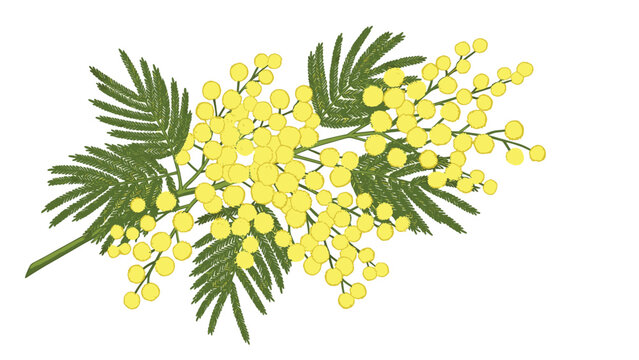 Delicate branch of yellow mimosa flowers with feathery green leaves represents the beauty of spring and natural floral elegance.