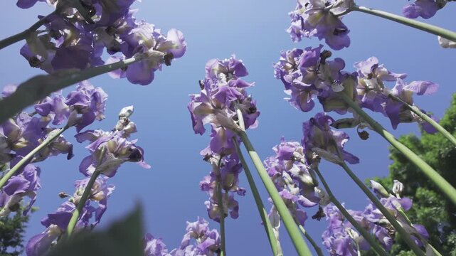 Bottom-up view of Iris flowers on blue sky background on sunny day 